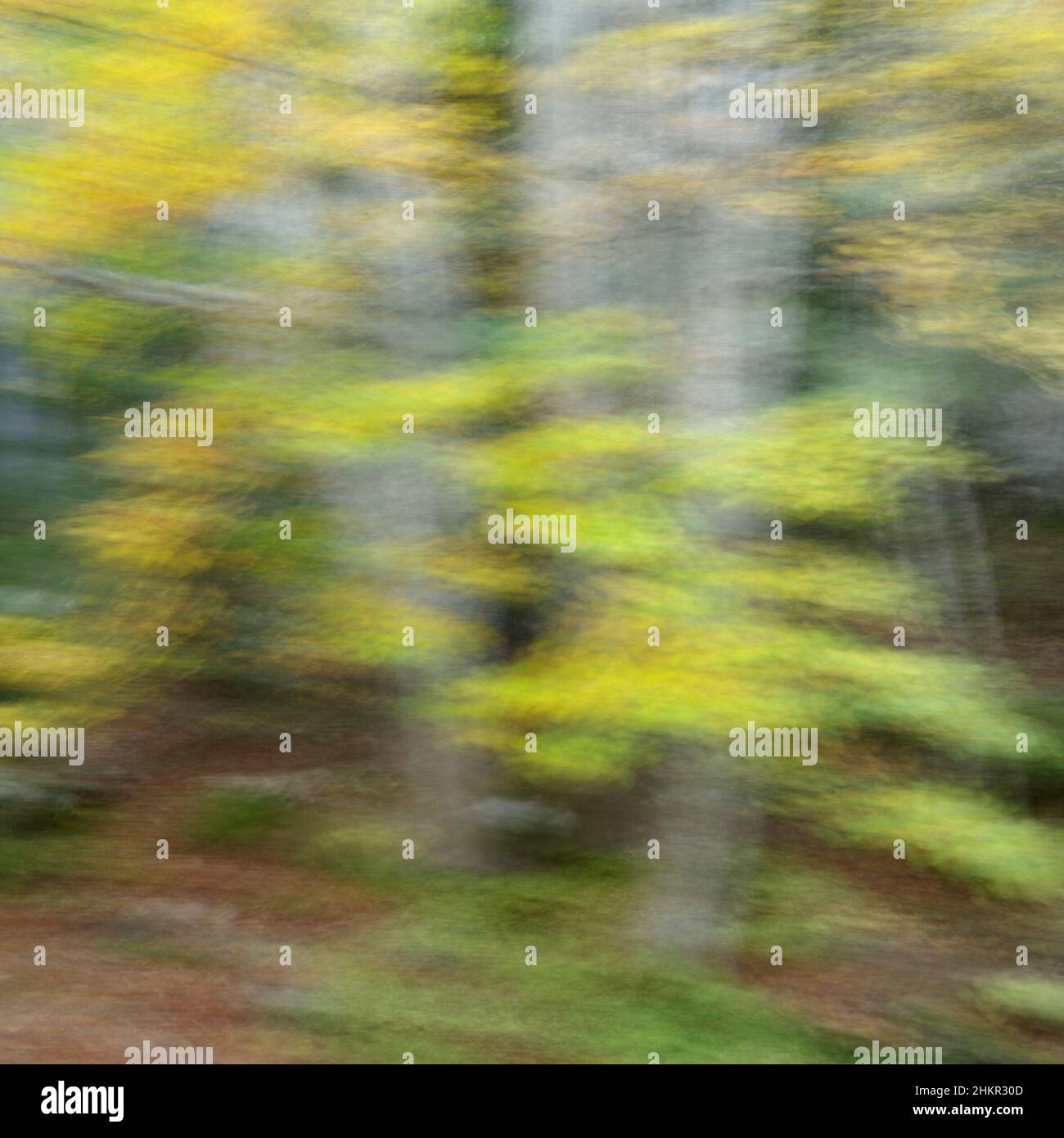 Autumn Impressions of the Forest in Valle de Estos Stock Photo