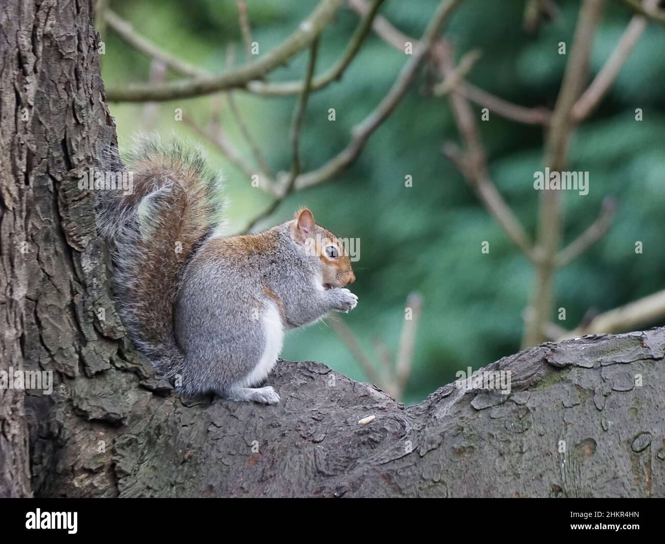 Grey squirrel perched on a branch eating a nut Stock Photo