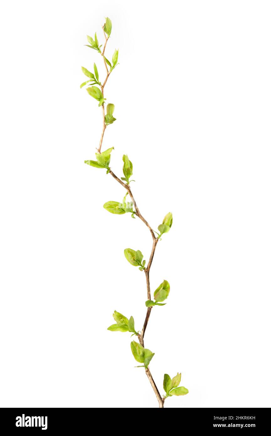 Elm-leaf spiraea (Spiraea chamaedryfolia) branch in spring. Isolated on white background. Stock Photo
