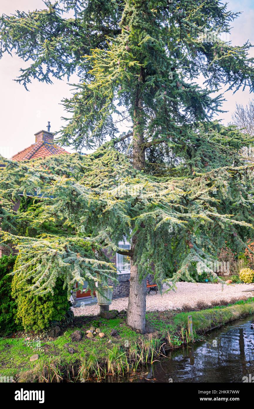 Golden Atlas Cedar (Cedrus atlantica 'aurea') along the waterside in a garden. Decorative blue-green foliage, frosted with gold on the upper surface. Stock Photo