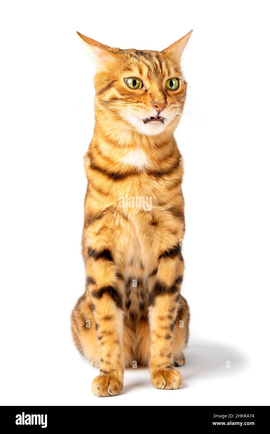 Funny face of a Bengal cat smelling an unpleasant smell. The emotion of