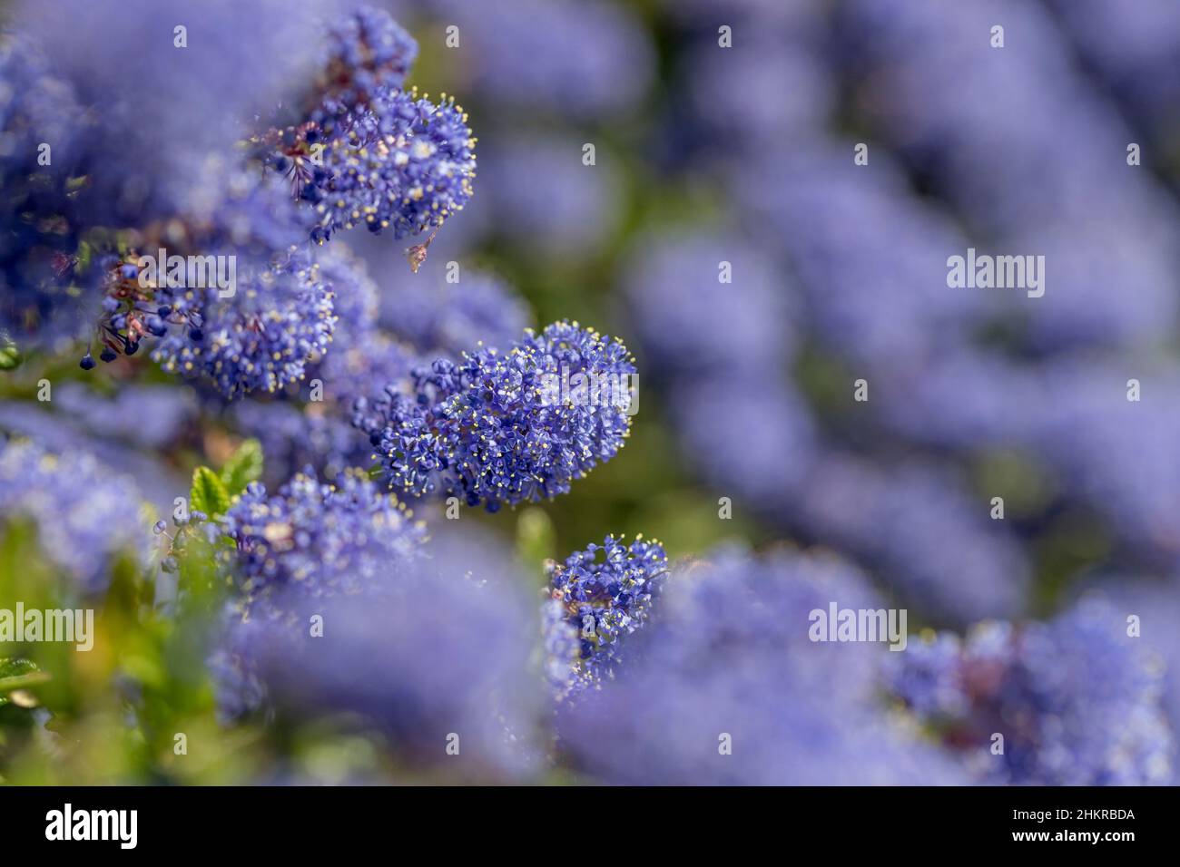 Ceanothus; Flowers; Spring; UK Stock Photo