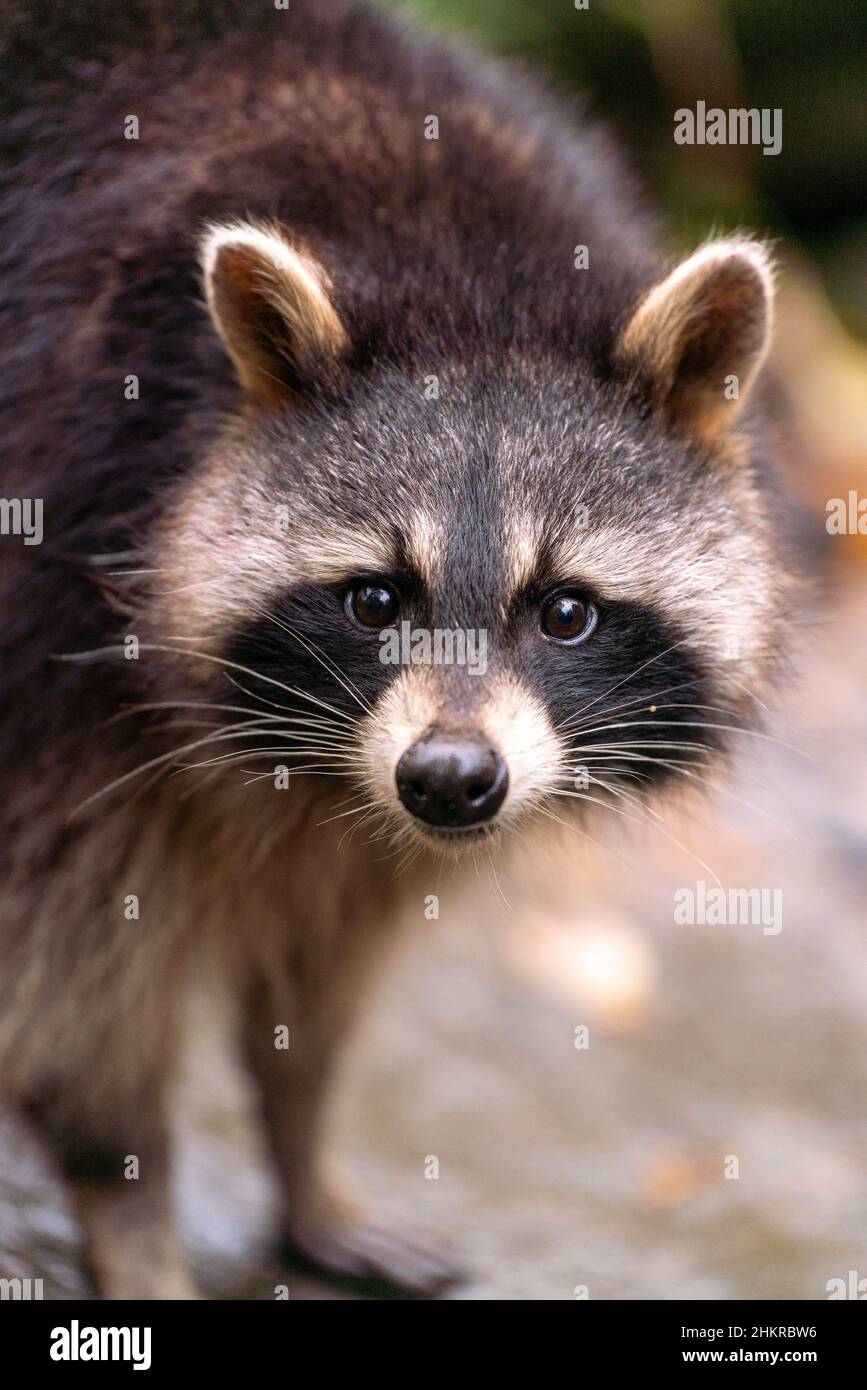 Vertical closeup shot of the Raccoon in its habitat Stock Photo - Alamy