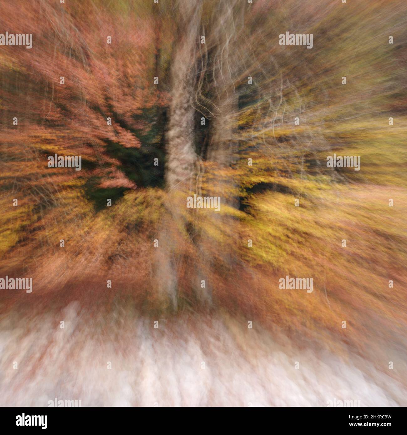 Blurred Vision. Intentional Camera Movement of trees in Valle de Ordesa Stock Photo Alamy