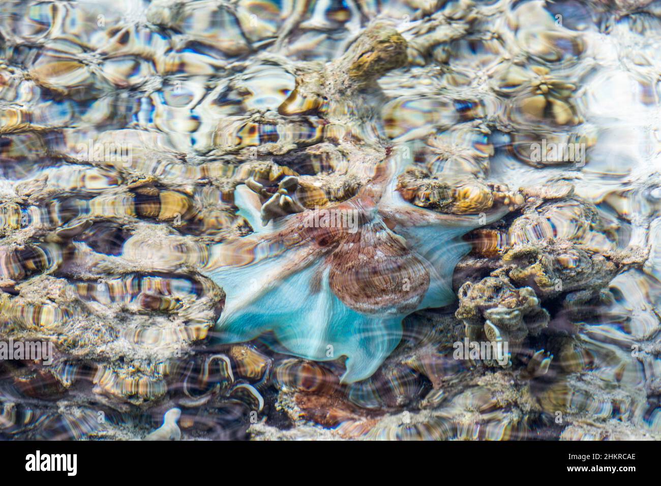 Common Octopus; Octopus vulgaris; From Above Water; Maldives Stock Photo
