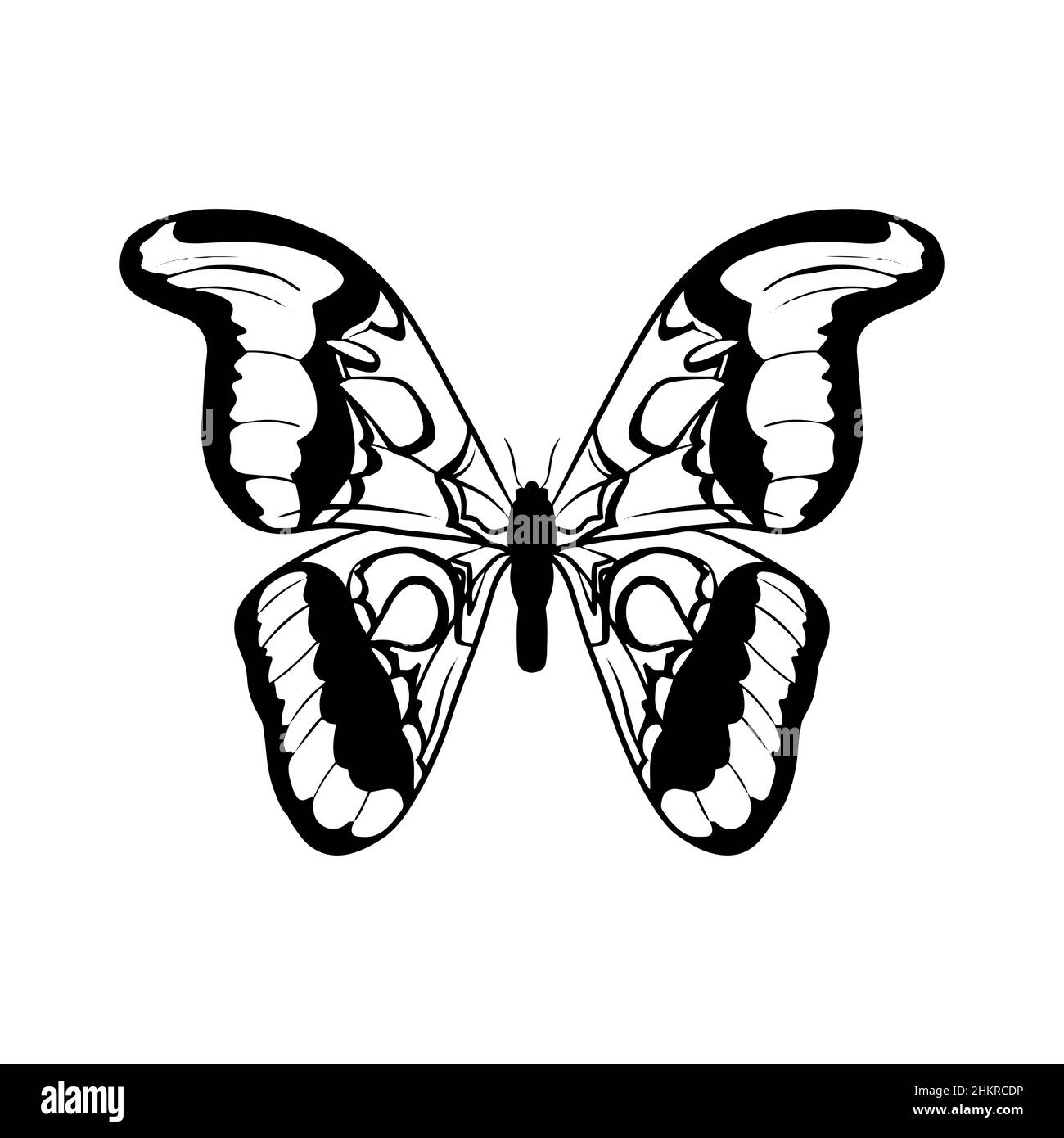 Butterfly attacus atlas Stock Vector Images - Alamy