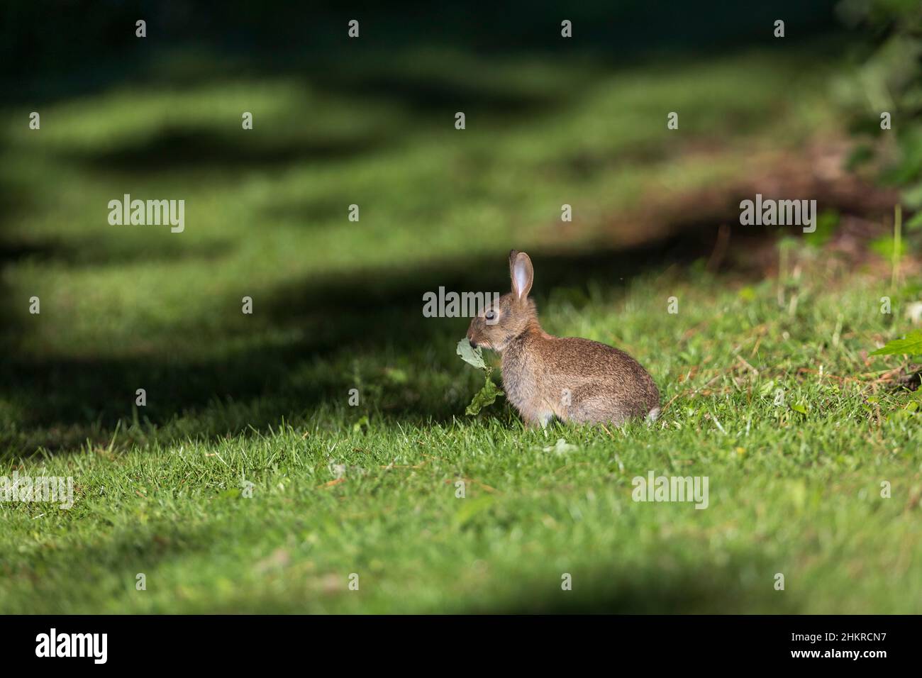 Rabbit; Oryctolagus cuniculus; Chewing a Leaf; UK Stock Photo