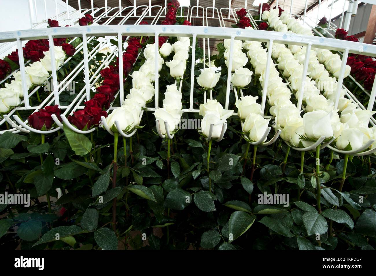 Roses on a cutting plantation during the harvest period are sorted by size Stock Photo