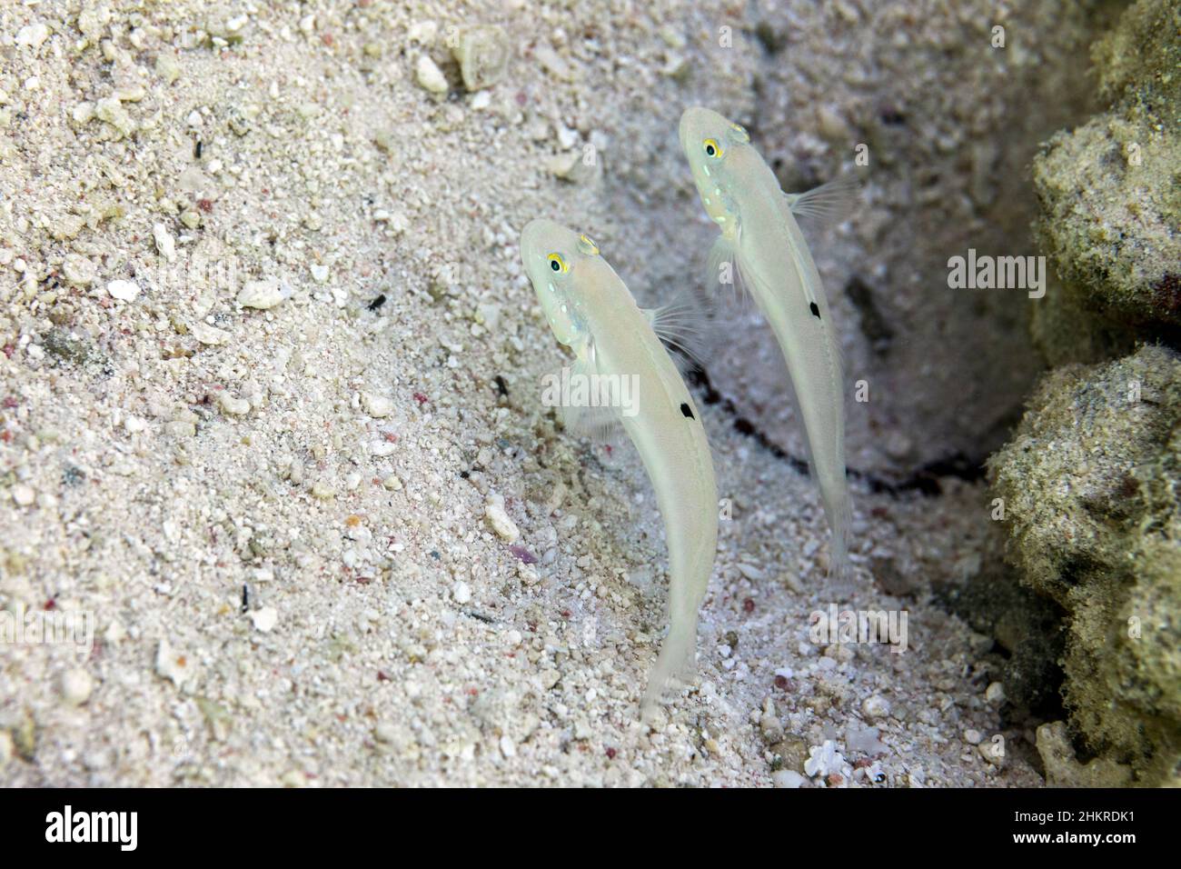 Six Spot Sleeper Goby; Valenciennea sexguttata; Maldives Stock Photo