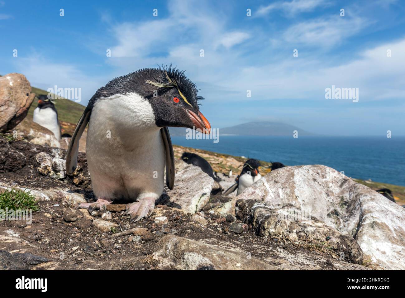 Southern Rockhopper Penguin; Eudyptes chrysocome; Falklands Stock Photo