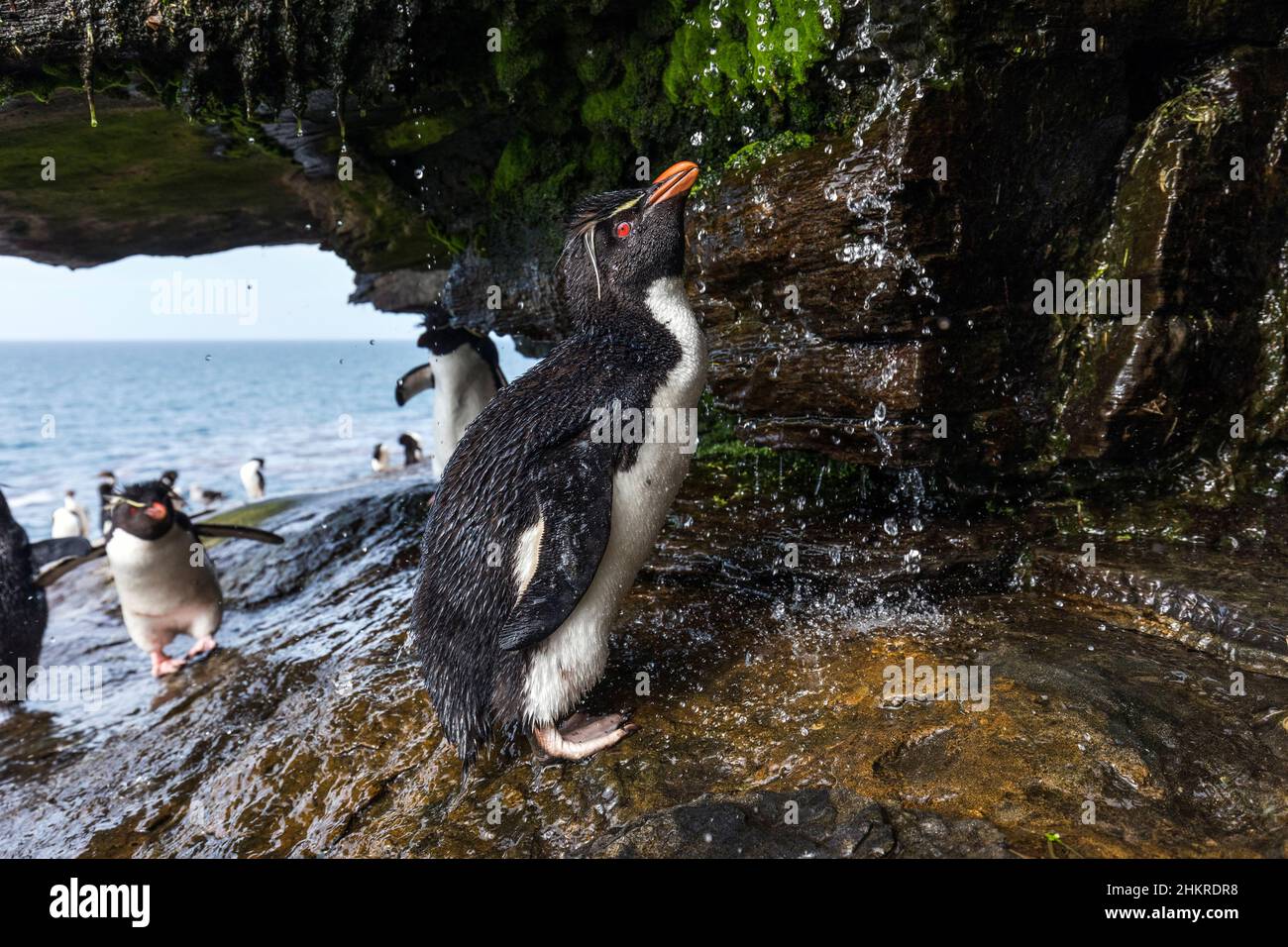 Southern Rockhopper Penguin; Eudyptes chrysocome; Showering; Falklands Stock Photo