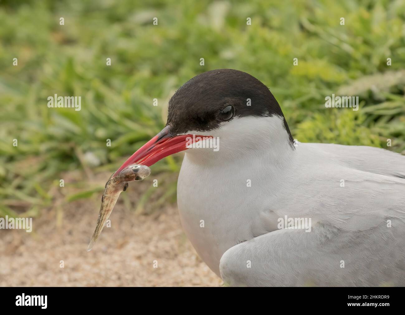 A close up of an Arctic Tern with a fish. Shown in the breeding season after a long migration to the Farne Island, UK. Stock Photo