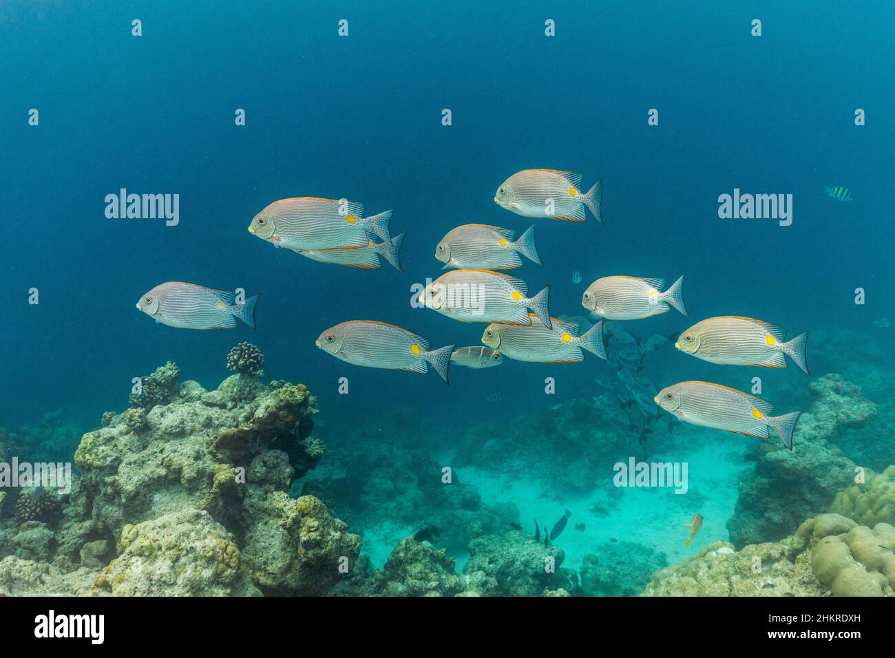 Sri Lankan Rabbitfish; Siganus lineatus; Maldives Stock Photo - Alamy