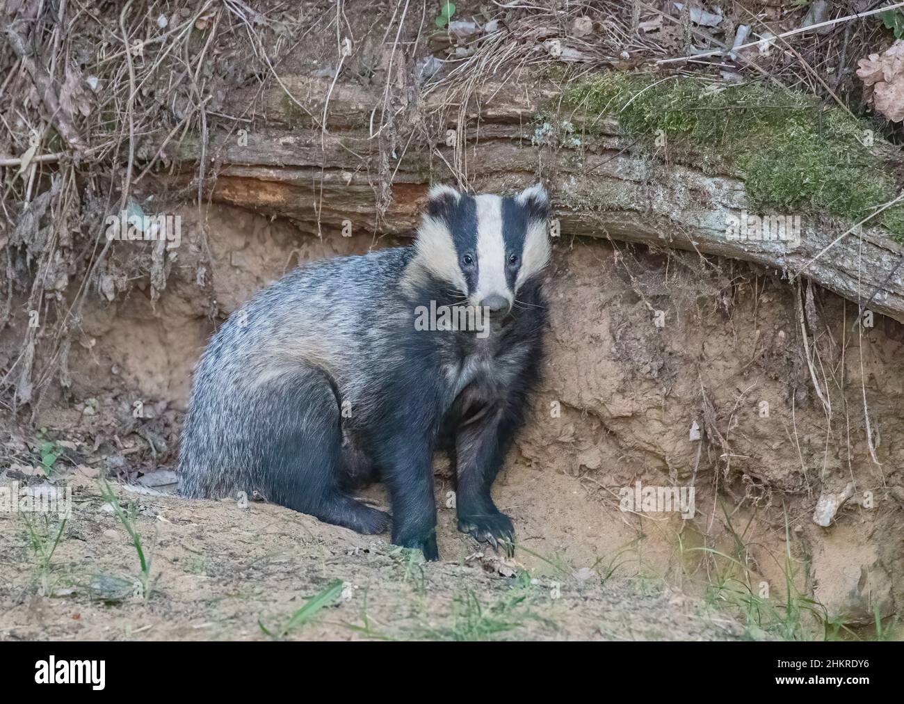 A wild Badger (Meles meles)  sitting at the entrance to it's sett built under a fallen tree at dusk . Suffolk, UK Stock Photo