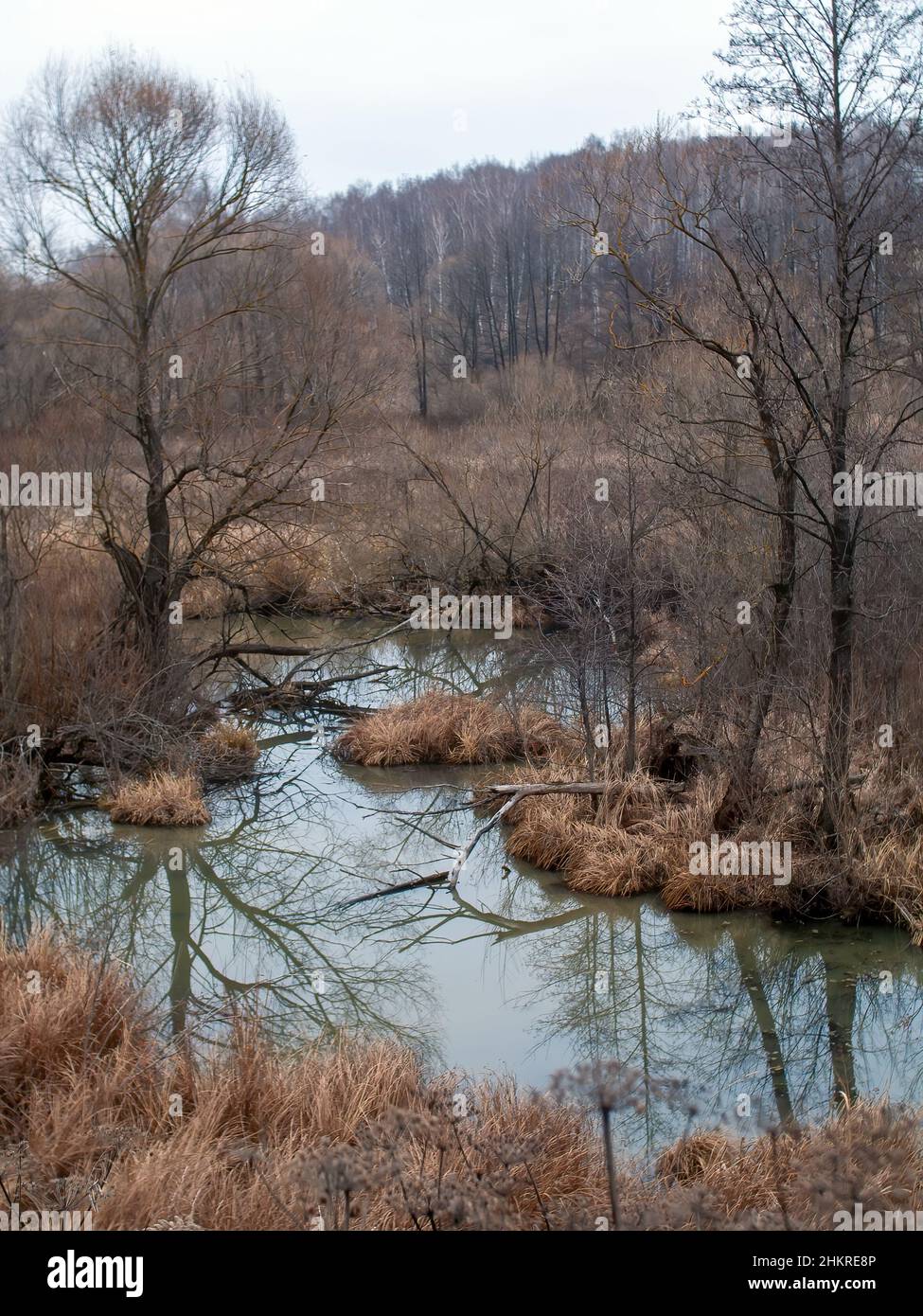 the bank of a small forest river on a cloudy day, in autumn Stock Photo ...