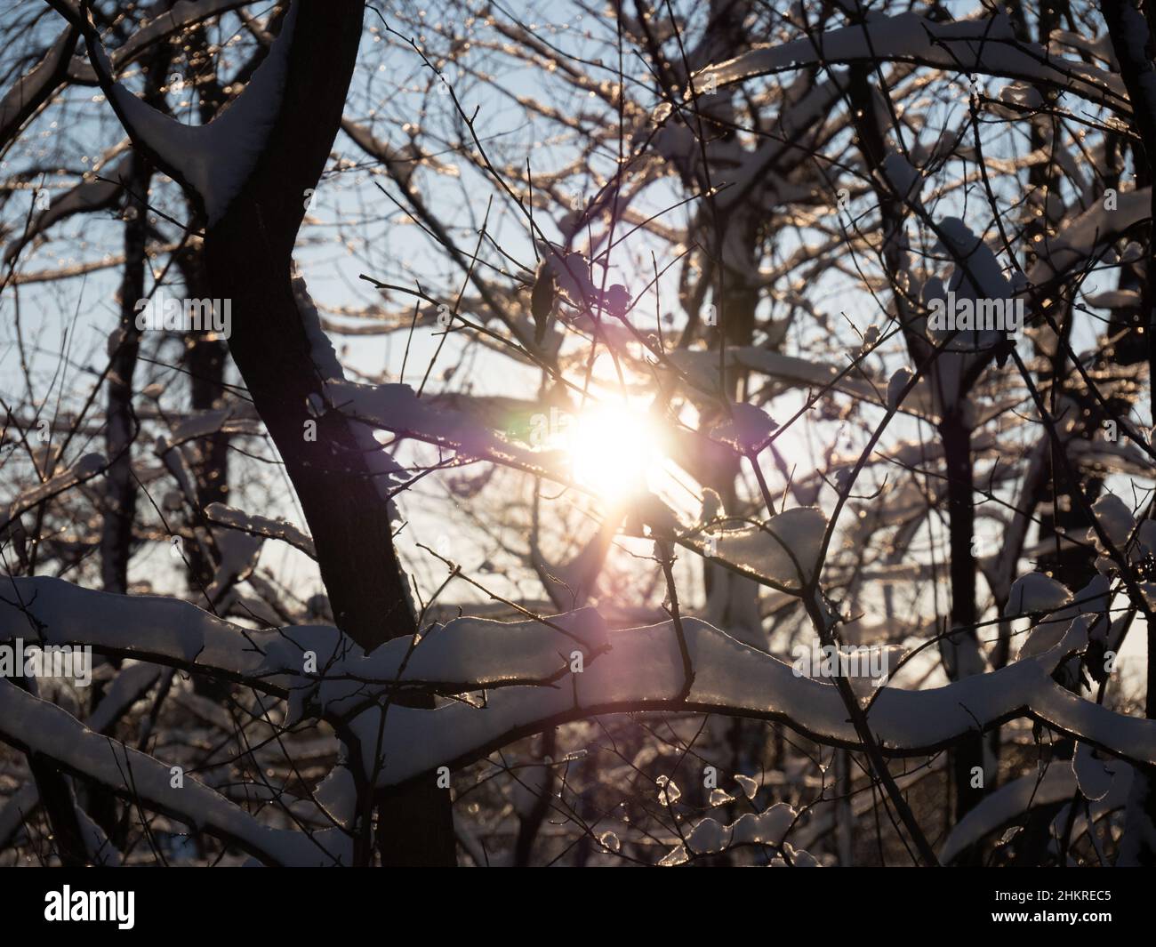 sun glare shining through snow-covered tree branches Stock Photo