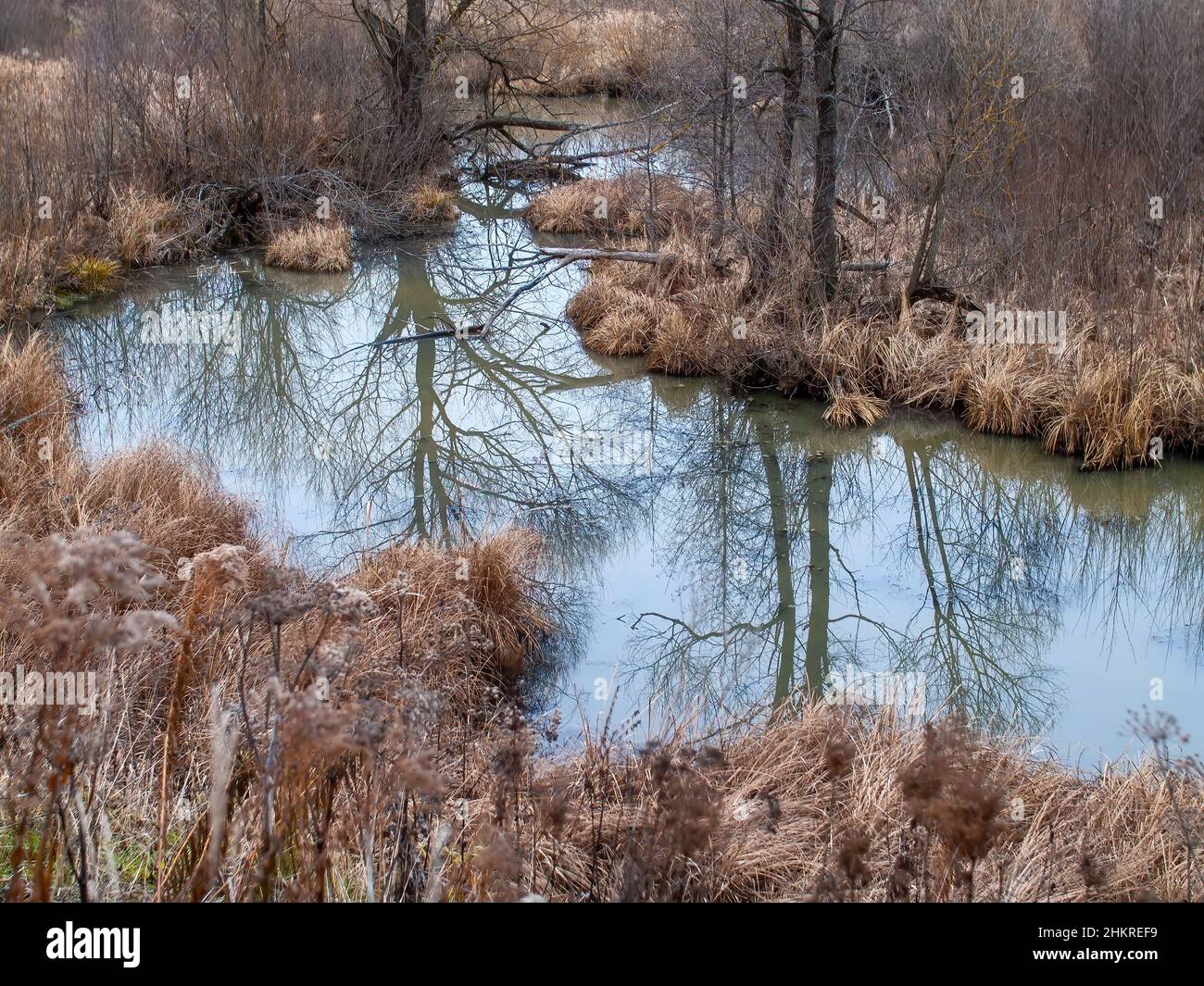 the bank of a small forest river on a cloudy day, in autumn Stock Photo