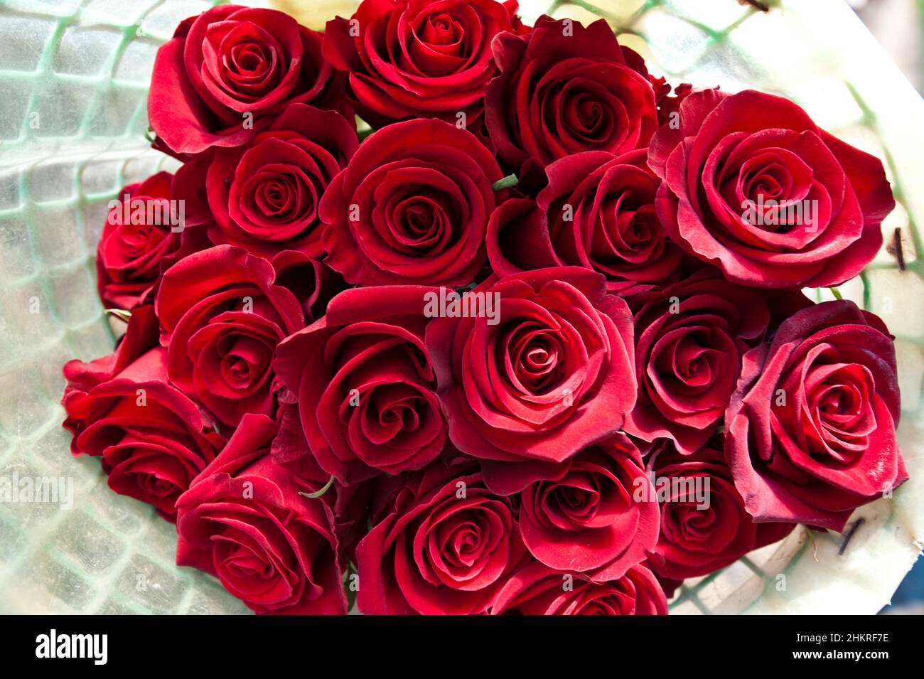 Roses on a cutting plantation during the harvest period are sorted by size Stock Photo