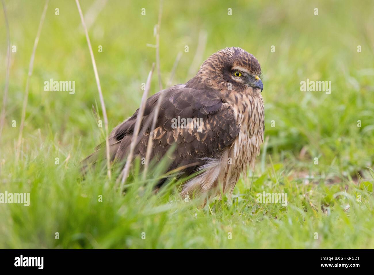 Montagu's Harrier (Circus pygargus), side view of an adult female standing among the grass, Campania, Italy Stock Photo