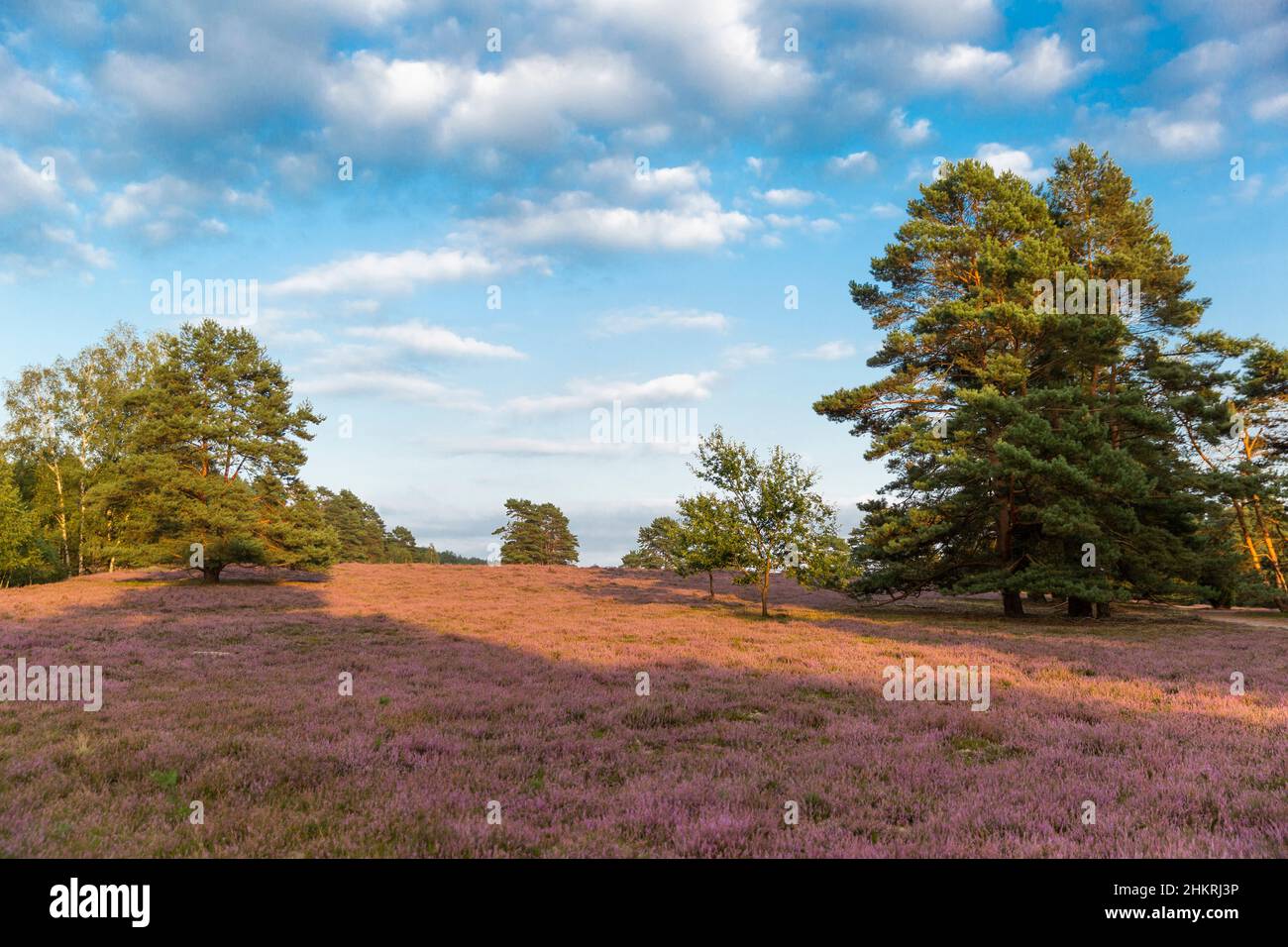 Heather fields on the Misselhorn Heath, Suedheide Nature Park Stock Photo