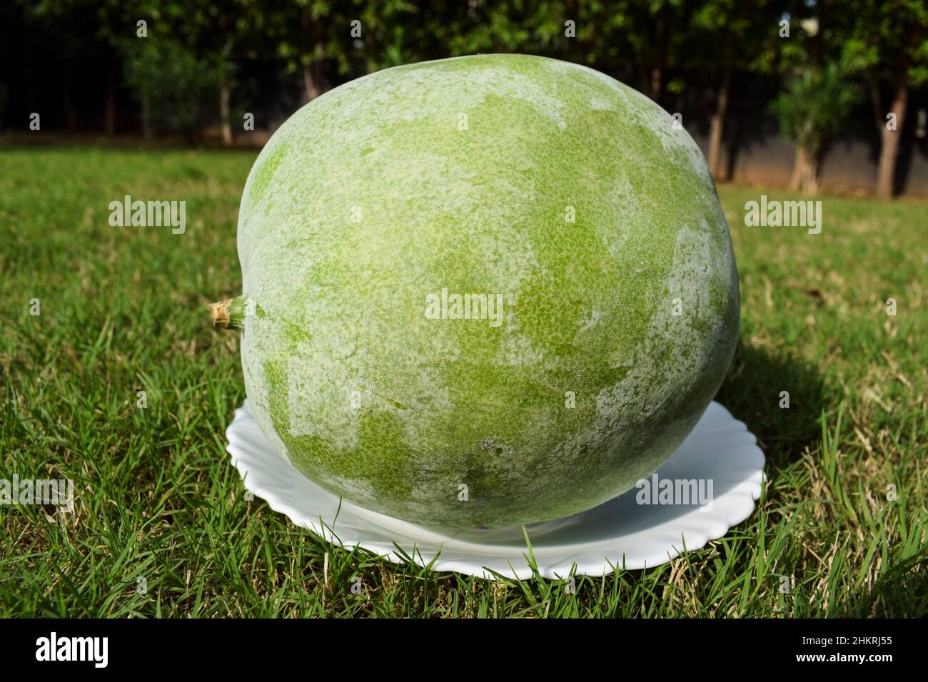 Fresh Indian vegetable called Ash gourd. Isolated on outdoor background. Stock Photo