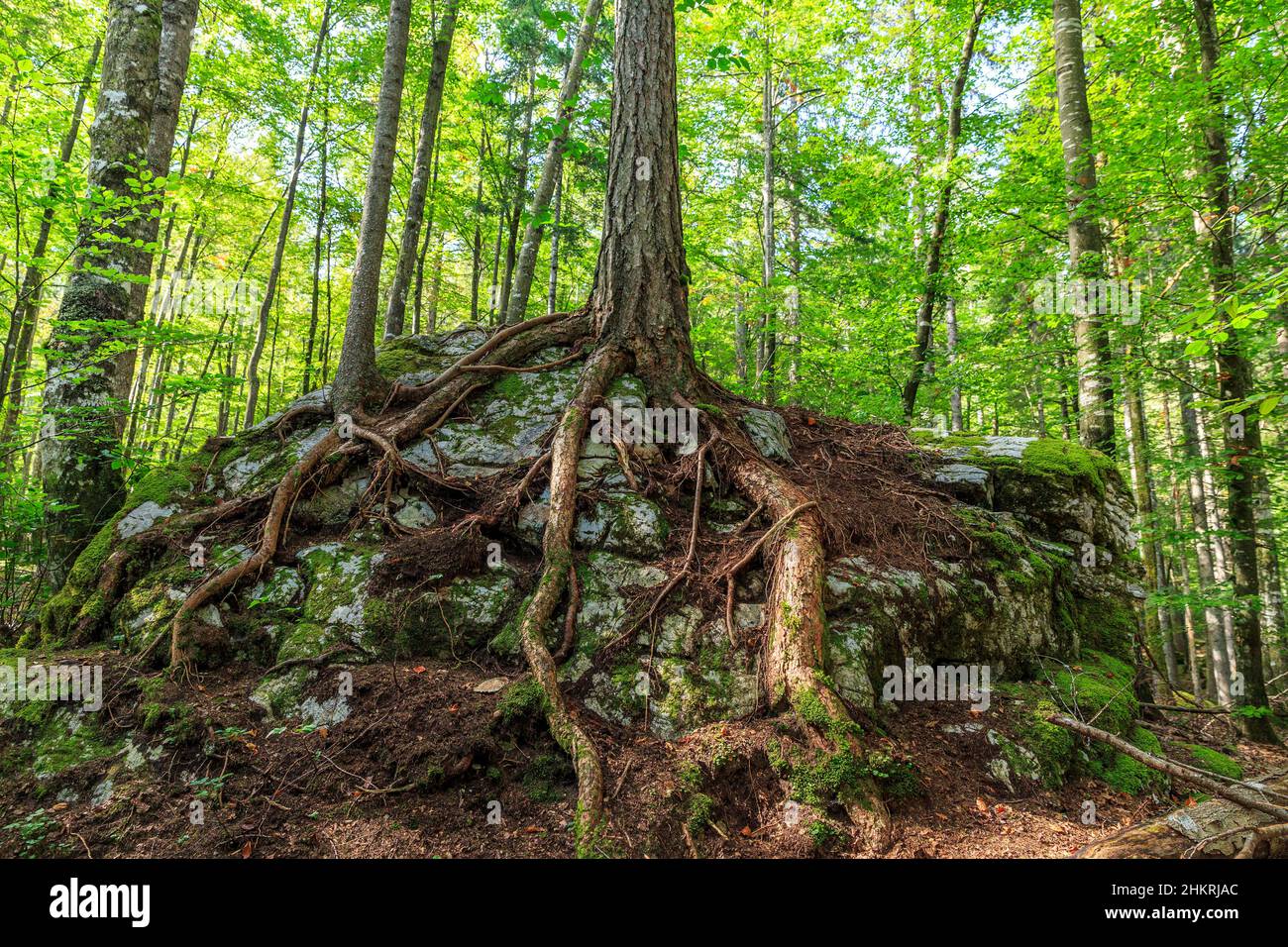 Tight roots hi-res stock photography and images - Alamy