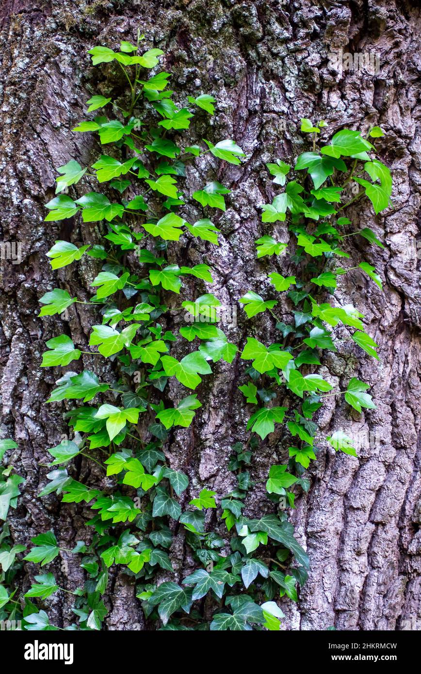 Young stems of creeper ivy (Hedera helix, European ivy). young leaves of evergreen creeper, vertical background of tree bark texture, close-up shot of Stock Photo