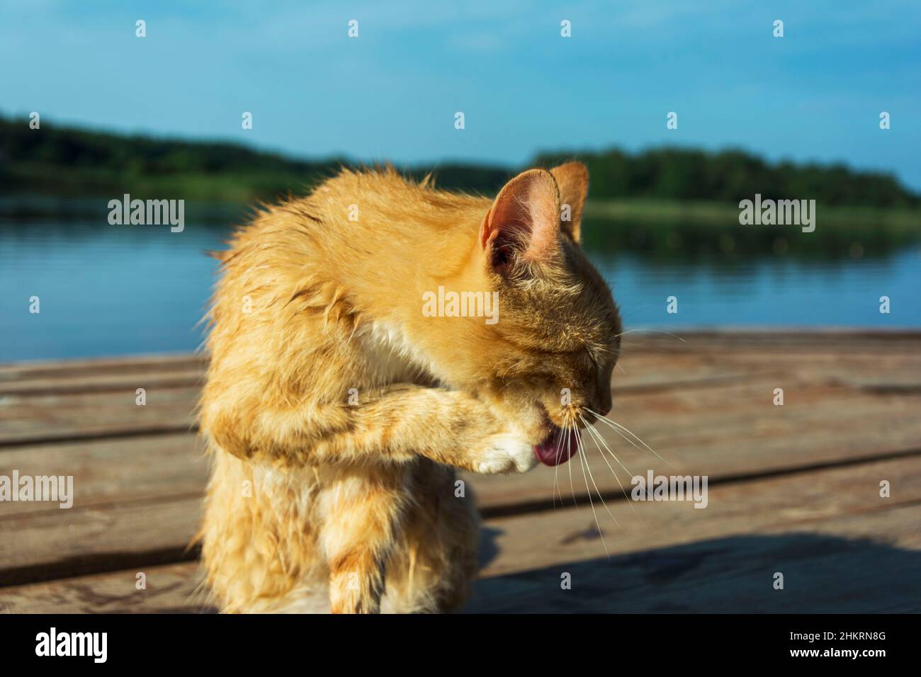 A beautiful red cat washes up after a casual swim on the pier of the lake. Self-care. Neatness, cleanliness. Stock Photo
