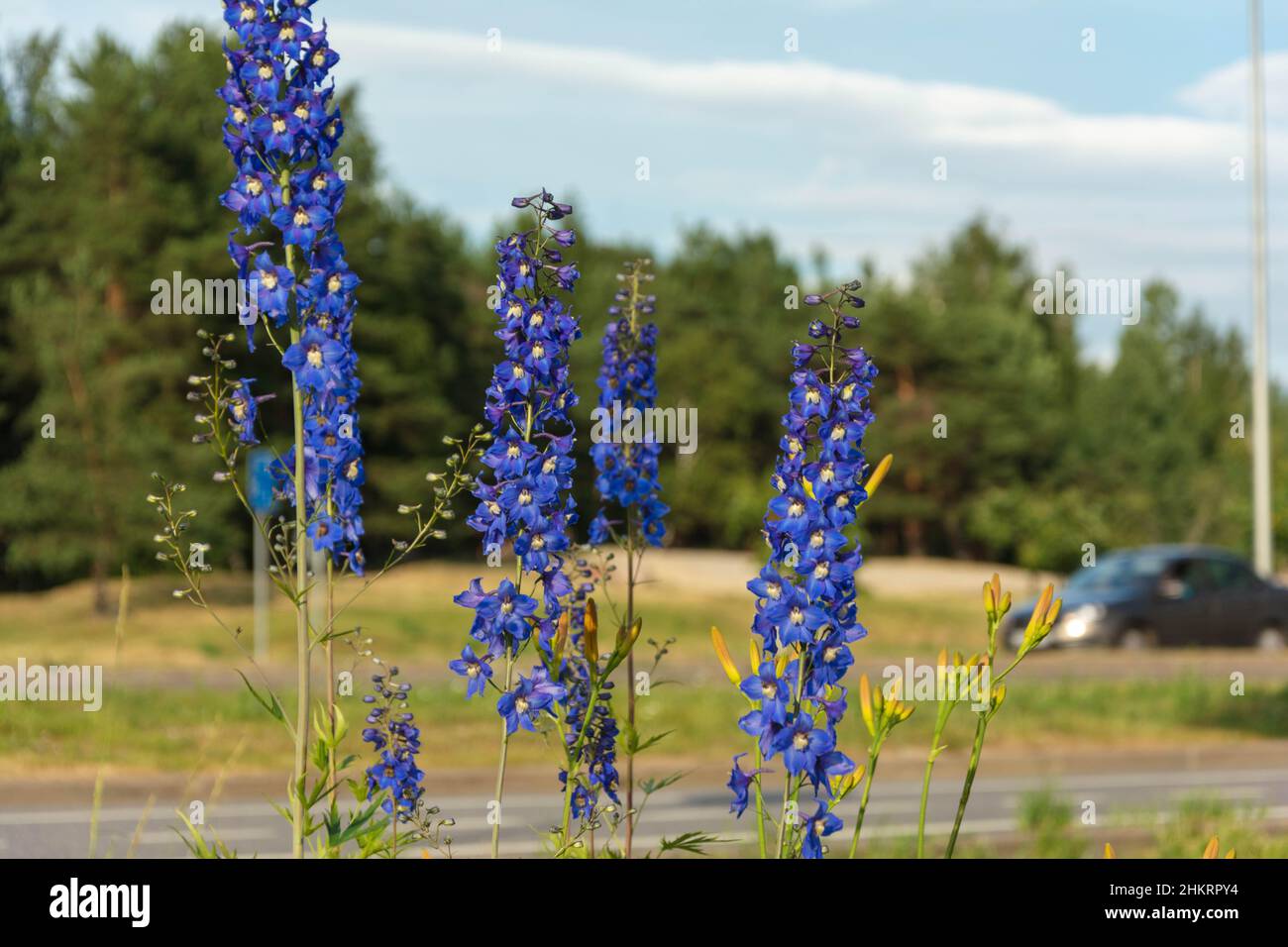 blue delphinium flowers on the background of a bike path and a highway with passing cyclists and cars, an urban landscape. Stock Photo