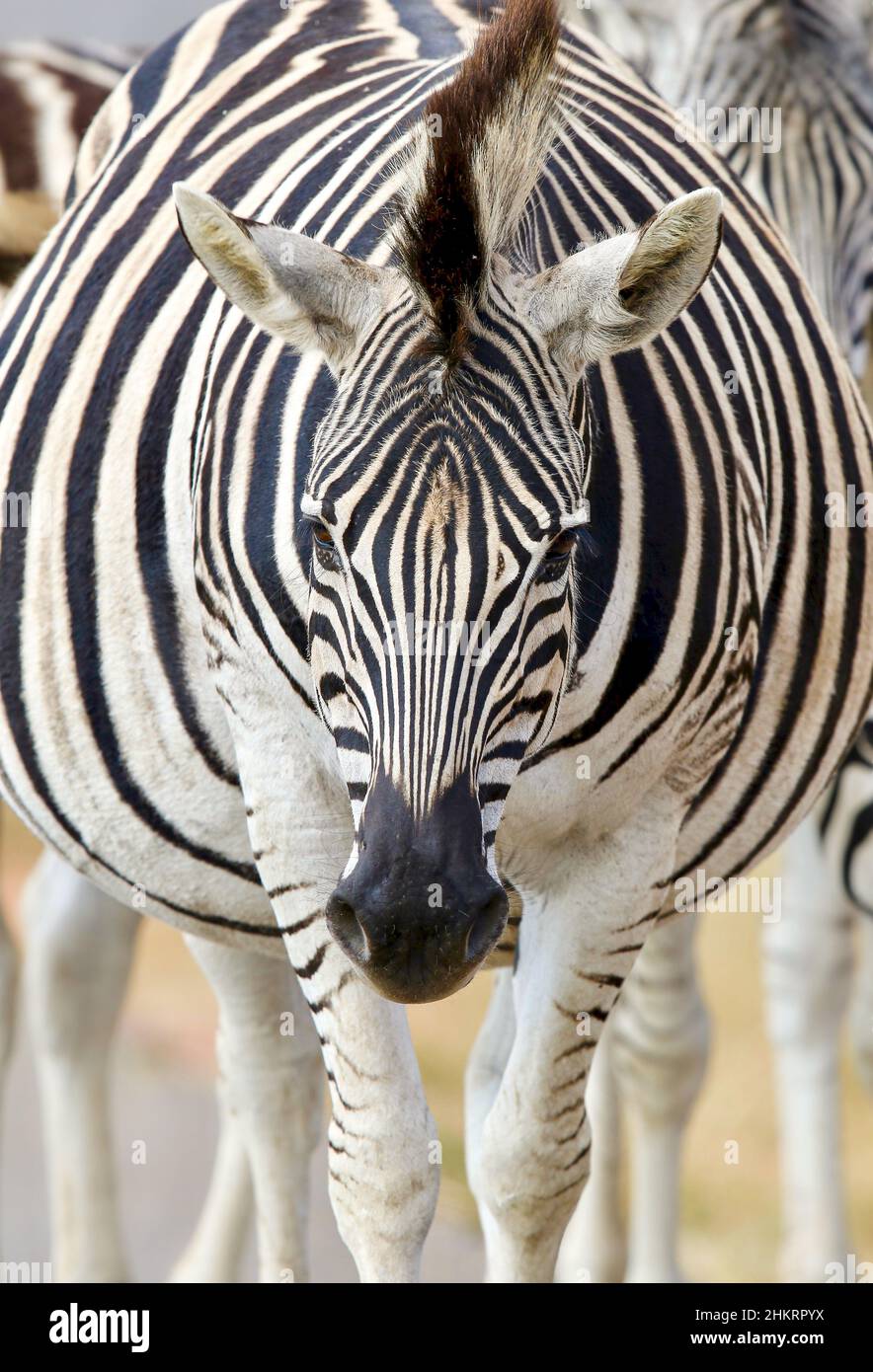 Pregnant Zebra, Pilanesberg National Park Stock Photo