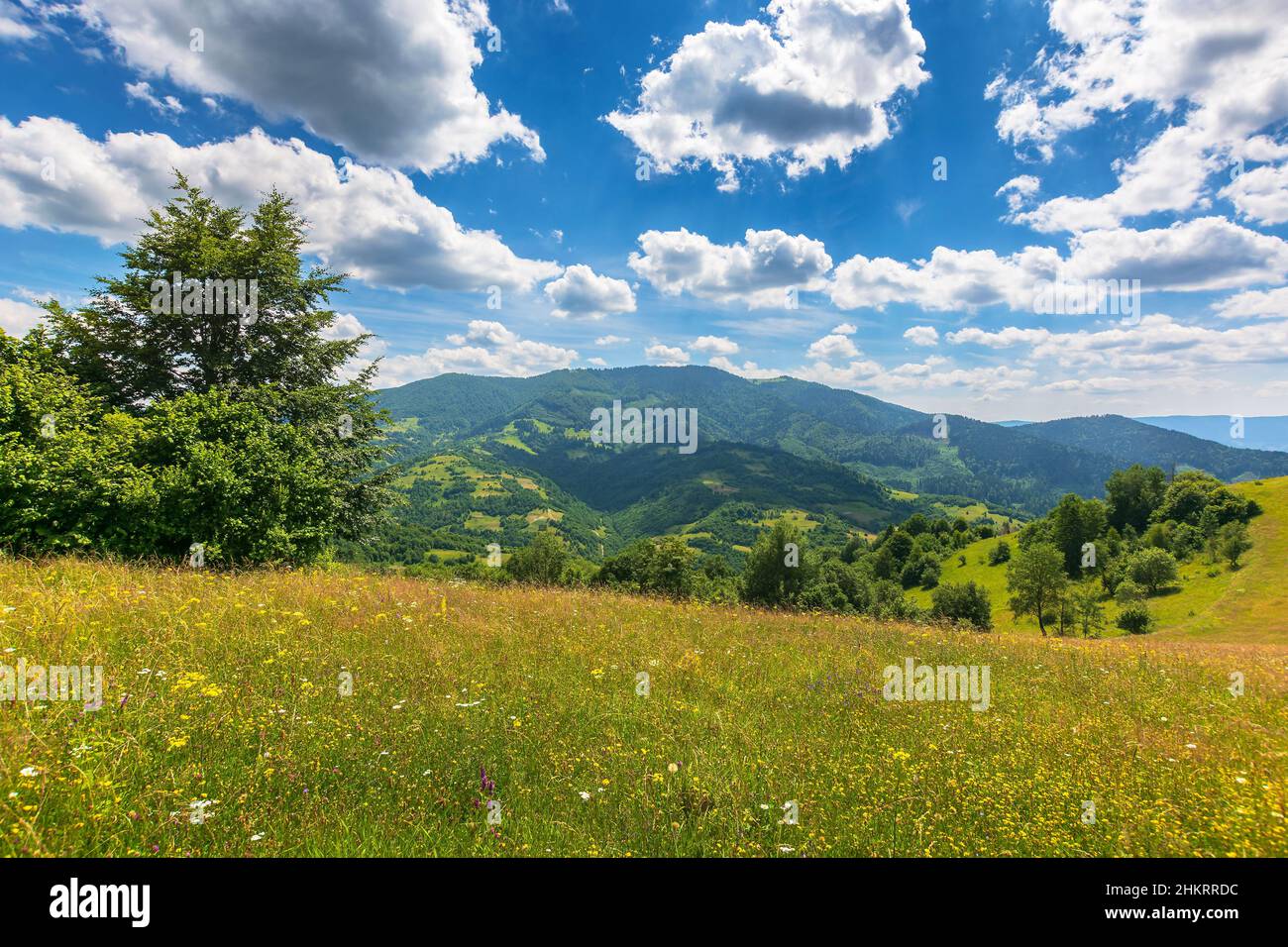 trees on a grassy field in mountains. scenic rural landscape with meadow in summer. countryside scenery on a sunny day. idyllic green nature backgroun Stock Photo