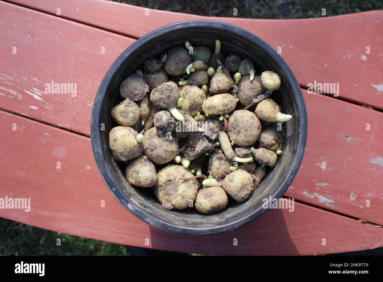 Spring Bulbs In A Pot Beginning to Sprout Stock Photo - Alamy