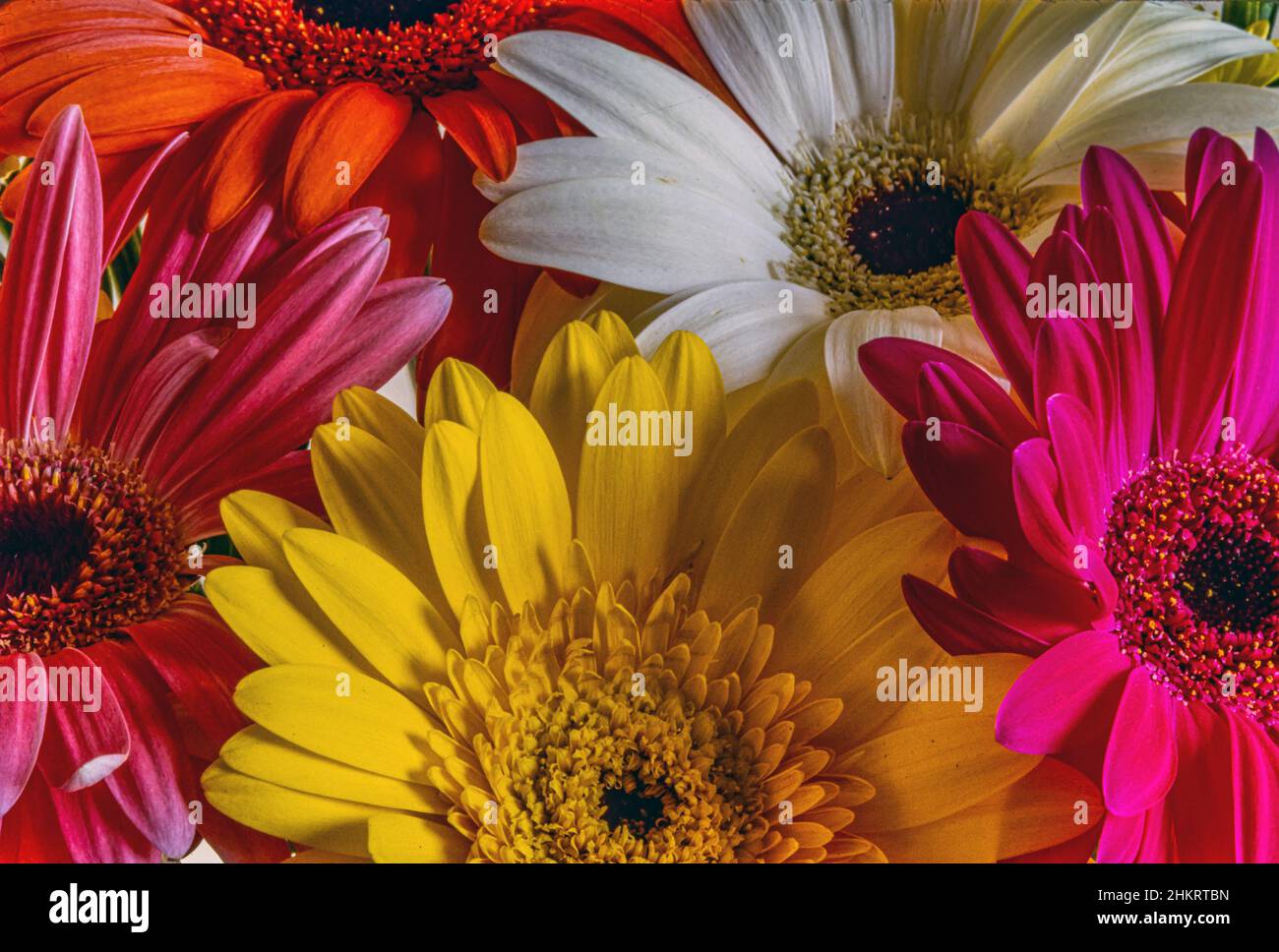 Barberton daisy in arrangement Stock Photo Alamy
