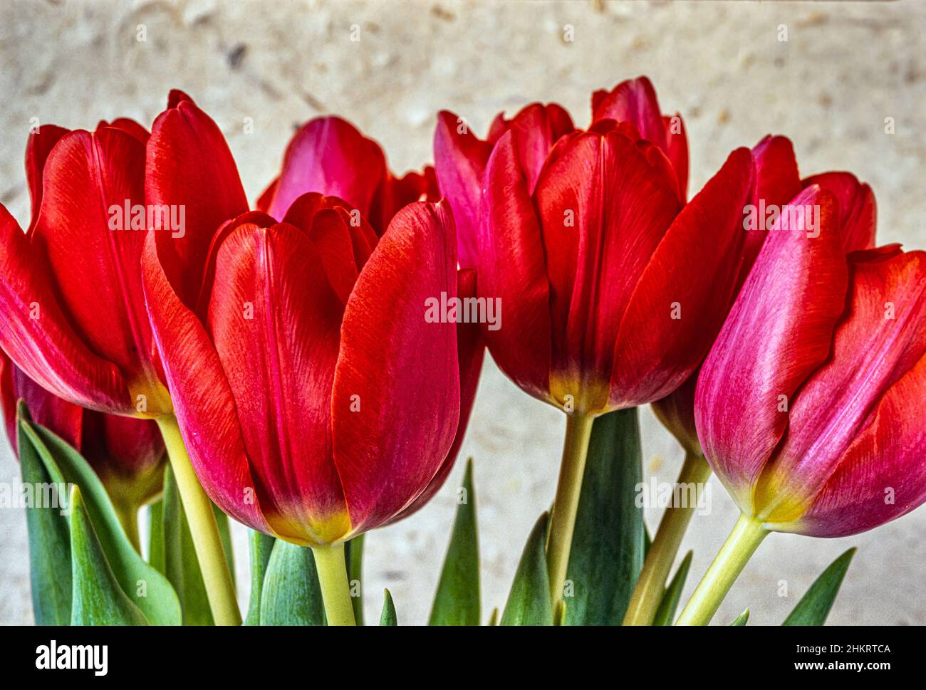Red Tulip in spring in arrangemnt on white background Stock Photo - Alamy