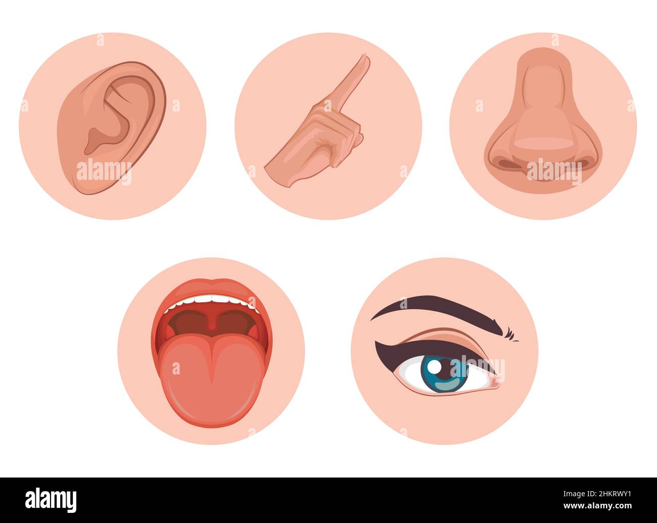 five senses icon, flat design with name, sight, hear, smell, taste