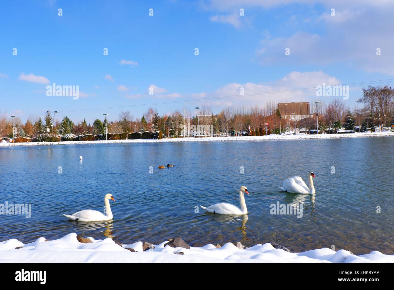 Beautiful white swans swimming at lake in a sunny snowy winter day with clear sky Stock Photo