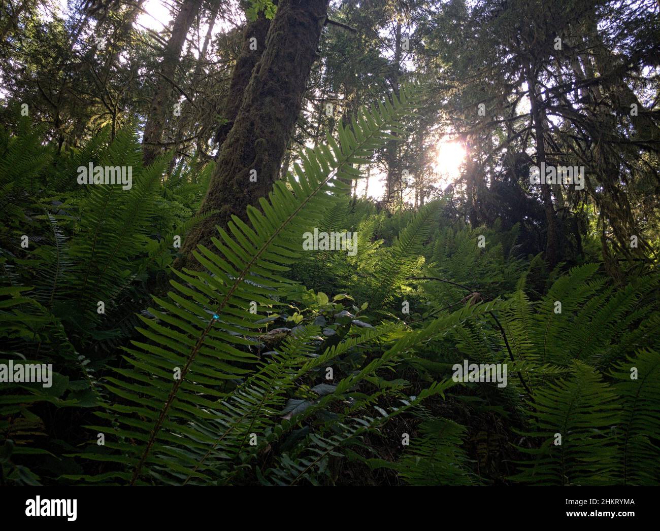 Sunlight filters down through the branches of trees to illuminate ferns on the forest floor in a Valley on Vancouver Island, Canada. Stock Photo