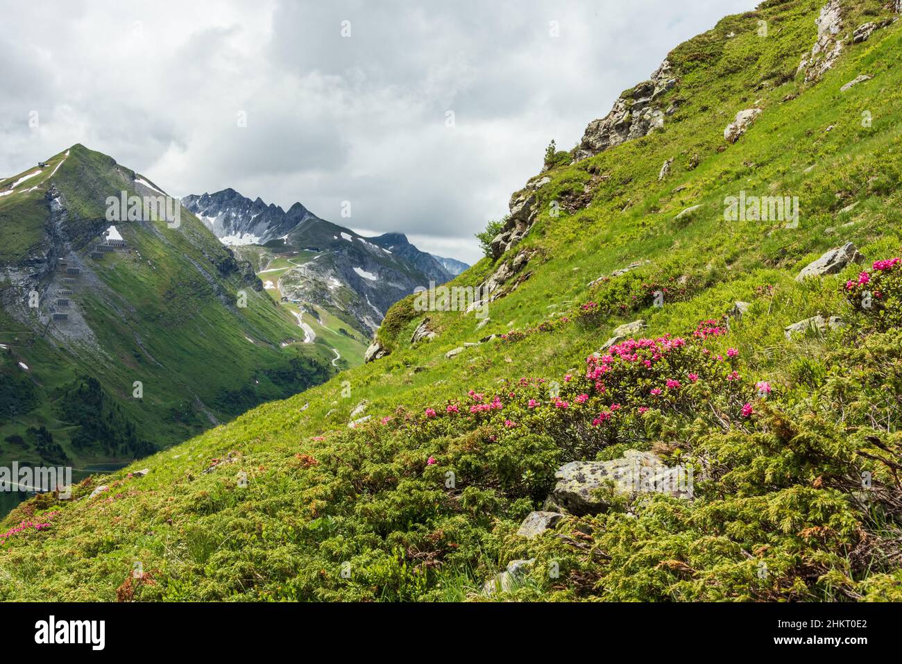 Alpine wild rose mountain hi-res stock photography and images - Alamy