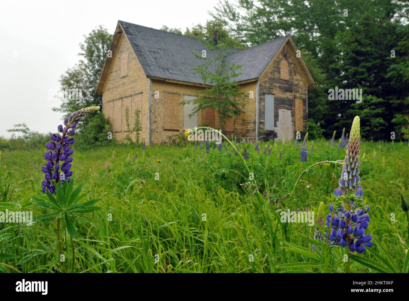 Lupines bloom near an abandoned house in southern Prince Edward Island, Canada. Stock Photo