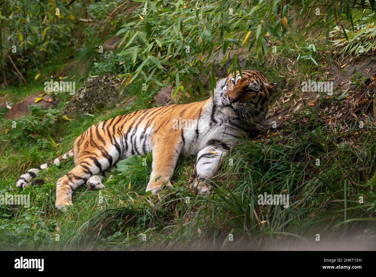 View of a beautiful tiger lying on the ground in the forest Stock Photo