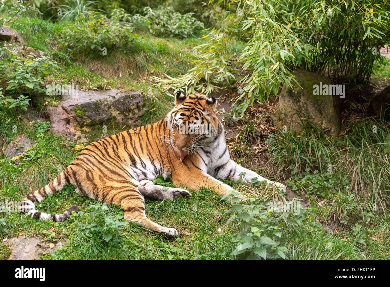 View of a beautiful tiger lying on the ground in the forest Stock Photo