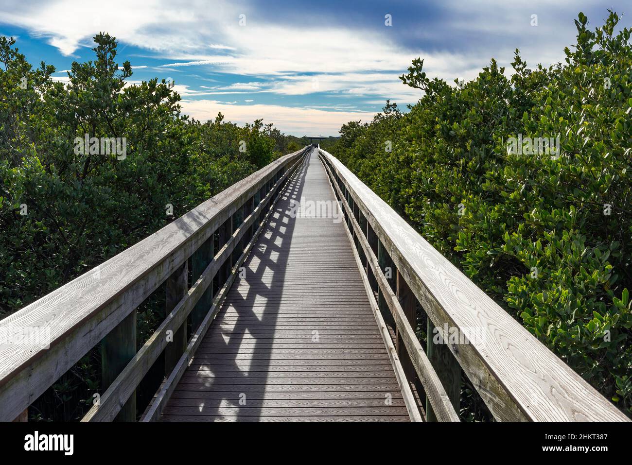 A long wooden raised walkway cuts through a sea of black mangroves in the Ponce Inlet Nature Preserve, Florida Stock Photo