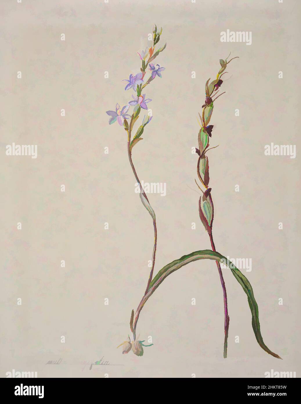 Art inspired by [Thelymitra longifolia], Sarah Featon, circa 1885, New Zealand, In 1889 Sarah Featon and her husband Edward Featon published The Art Album of New Zealand Flora, in which they sought to dispute the ‘mistaken notion that New Zealand is peculiarly destitute of native, Classic works modernized by Artotop with a splash of modernity. Shapes, color and value, eye-catching visual impact on art. Emotions through freedom of artworks in a contemporary way. A timeless message pursuing a wildly creative new direction. Artists turning to the digital medium and creating the Artotop NFT Stock Photo