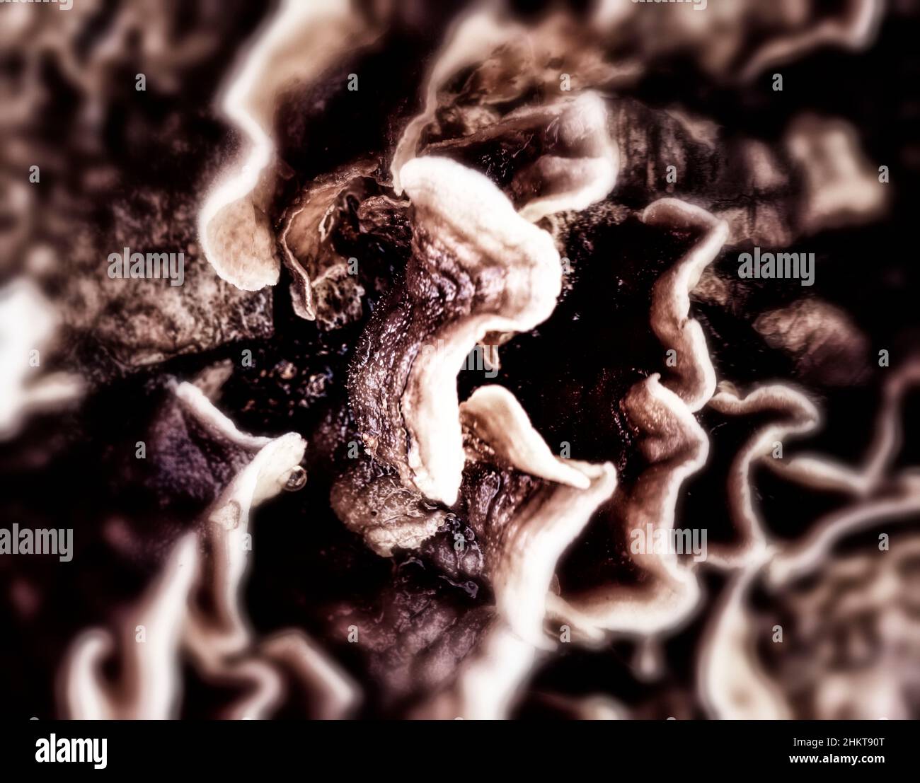Choas, abstract patterns and textures in nature and the environment ...