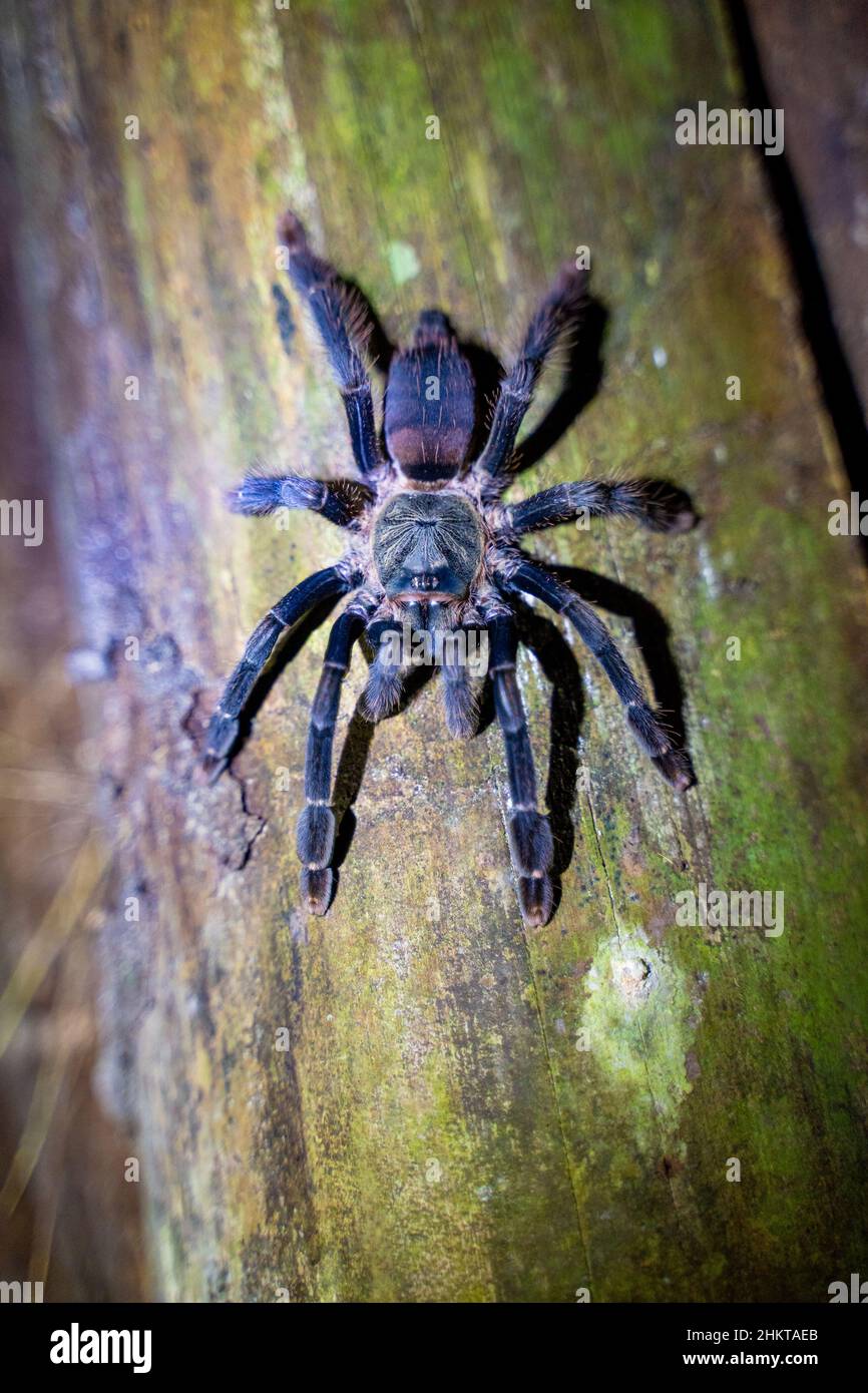 a tarantula spider on a tree trunk, Amazon rainforest, Peru Stock Photo