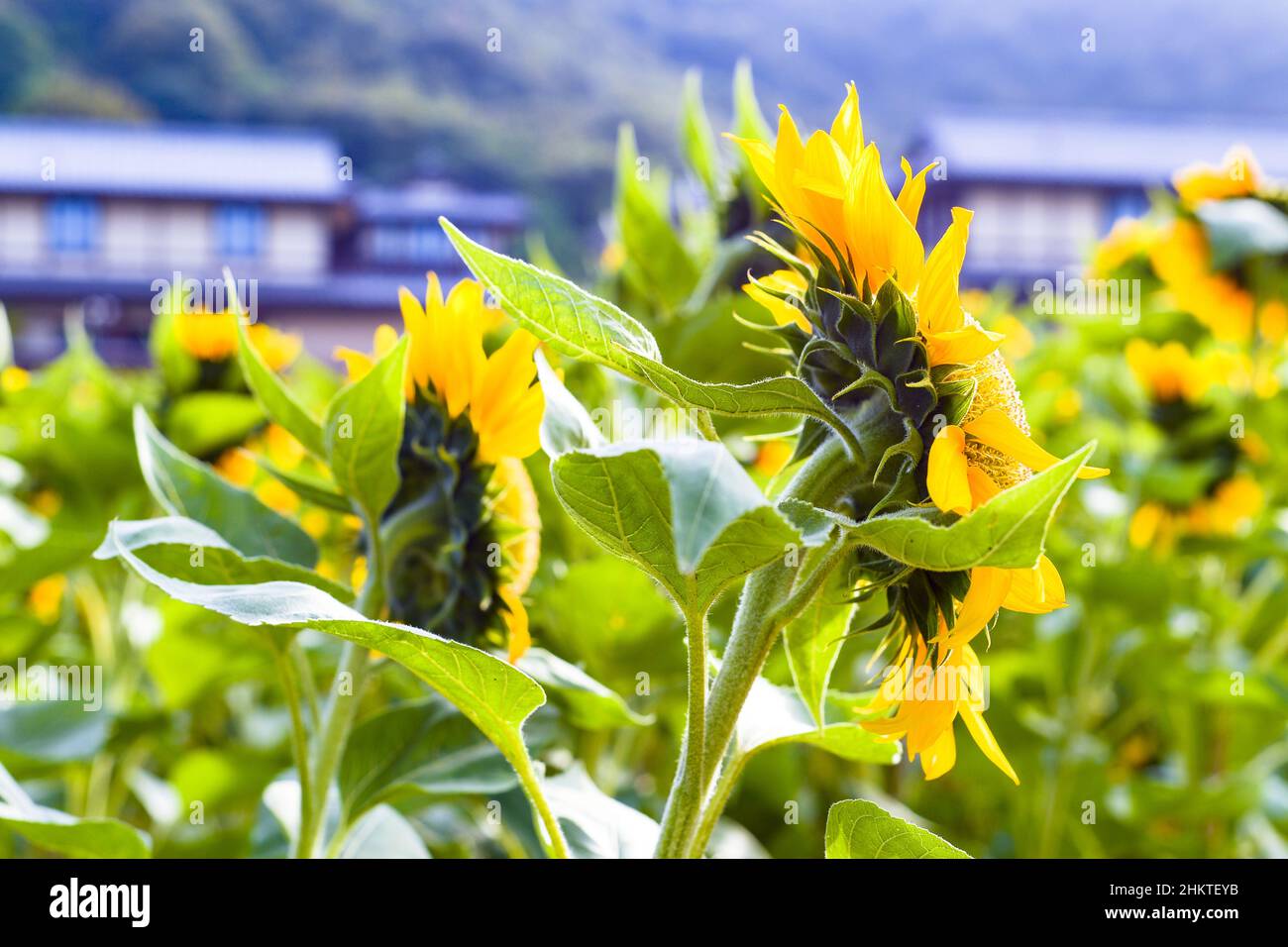 Closeup of sunflowers from behind Stock Photo