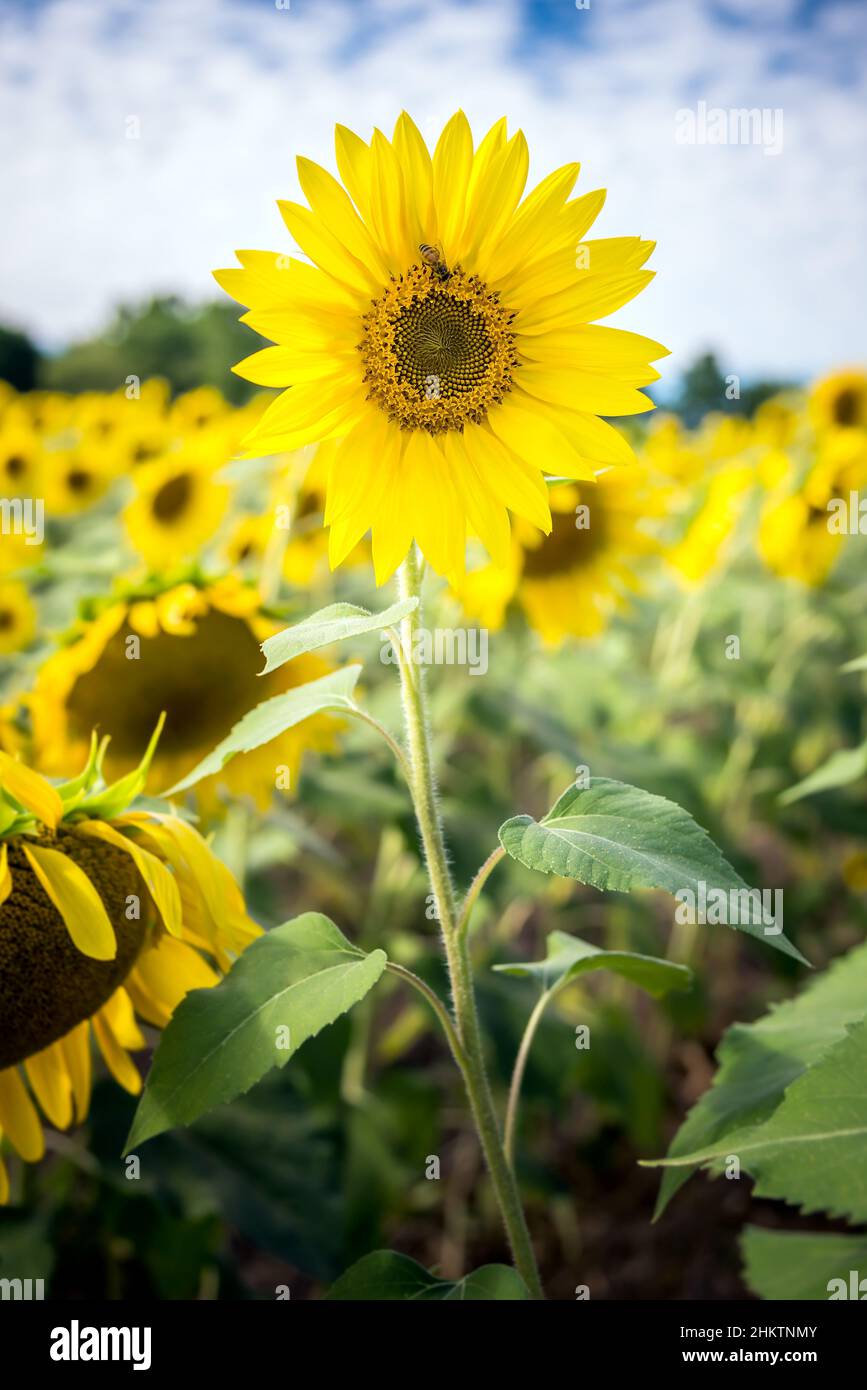 Closeup of sunflowers field Stock Photo - Alamy
