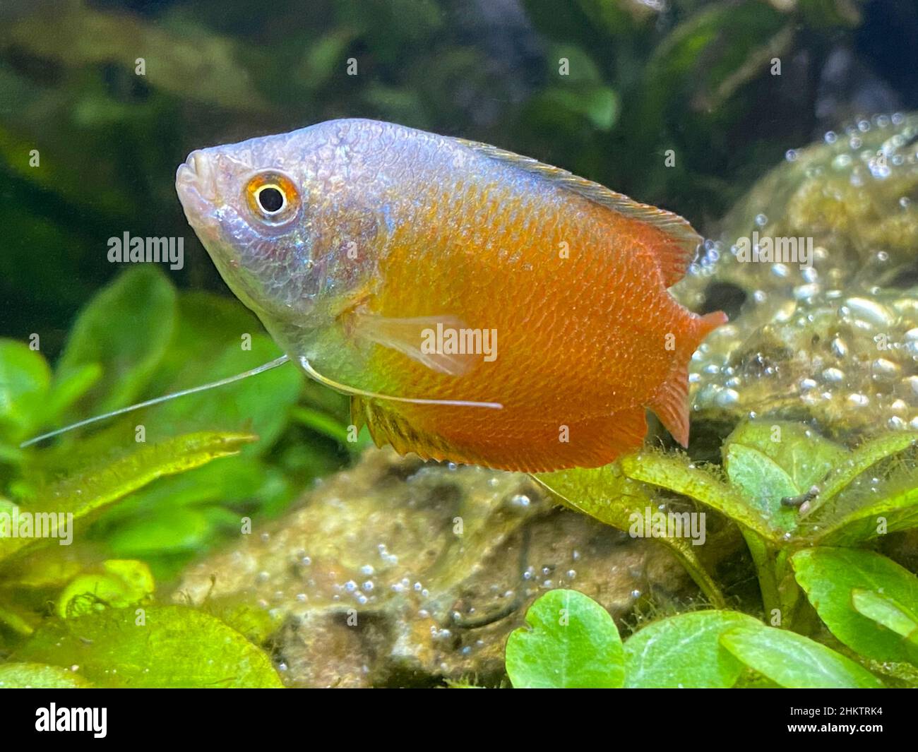 Male red dwarf gouramis , Colisa Lalia, in front of stones and plants Stock Photo