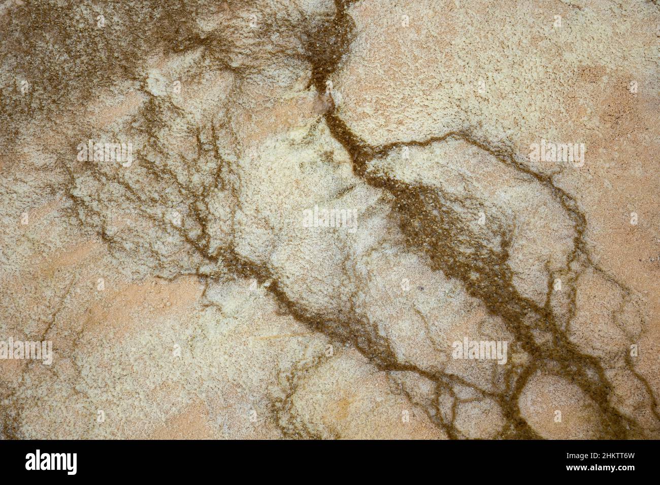 Bacterial mat in hot spring at Fountain Paint Pots in Yellowstone National Park. Stock Photo