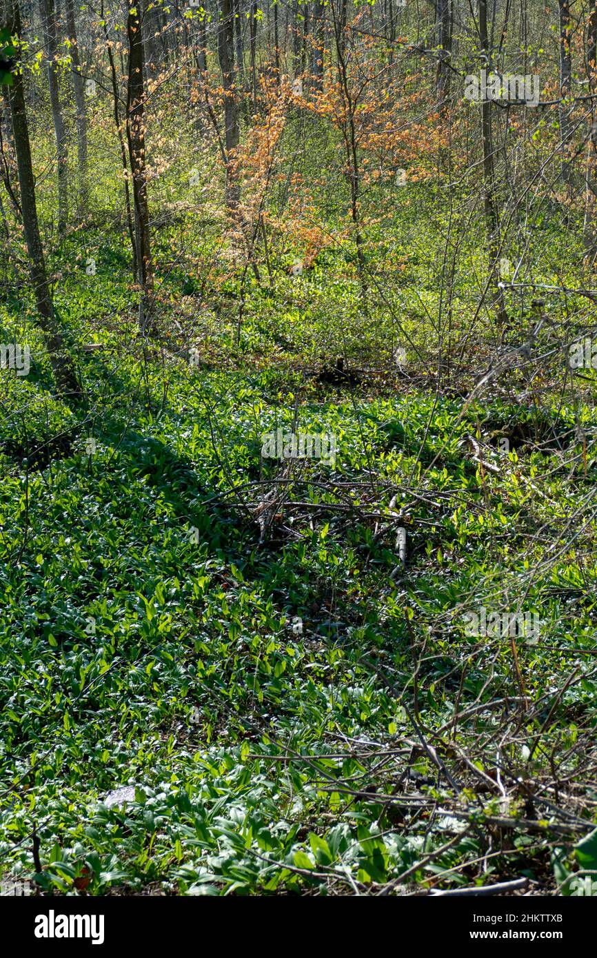 Bärlauch Pflanzen wachsen auf dem Waldboden Stock Photo